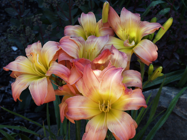 Multiple blooms showing feathered eye pattern on 'Ambrosia Rose' daylily in the early morning. 