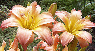 A pair of 'Ambrosia Rows' daylily blooms in mid-morning.