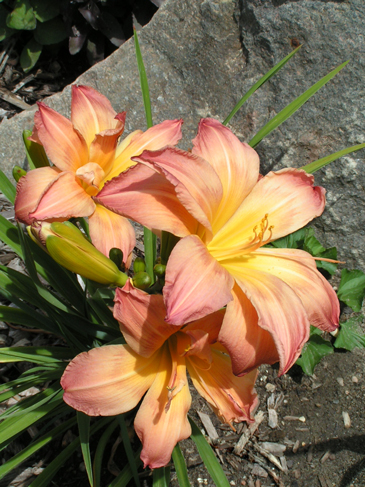 A trio of 'Ambrosia Rows' daylily blooms in mid-afternoon.