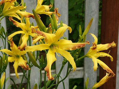 'Cinnamon Crunch' daylily clump in full bloom with numerous buds waiting to open.