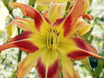 A 5x5 polymerous bloom of 'Love and Dazzle' daylily showing pinched petals.