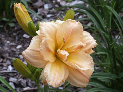 'Peach Flurry', soft peach hose-in-hose double daylily, a 2014 introduction.