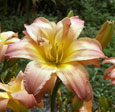 Thumbnail photo of  'Ambrosia Rows' daylily.