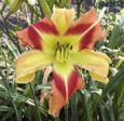 Thumbnail photo of 'Love and Dazzle' daylily.